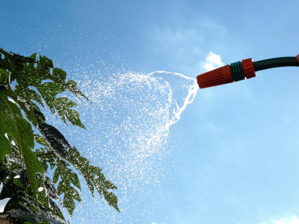 Watering a plant with a hose stock photo