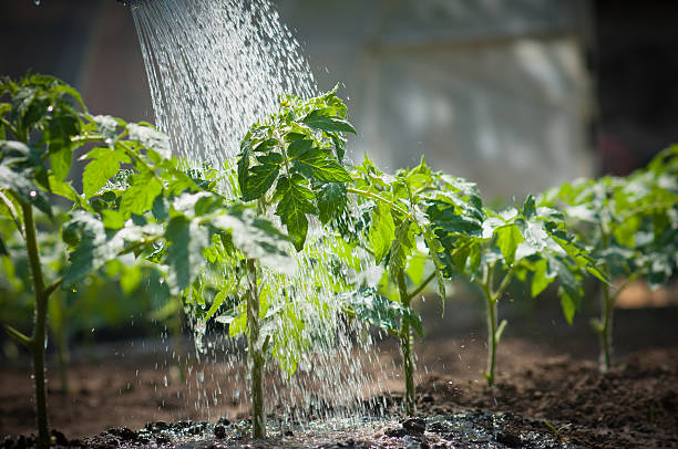 Watering a row of tomato seedlings watering seedling tomato watering stock pictures, royalty-free photos & images