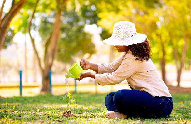 Watering a young plant. stock photo