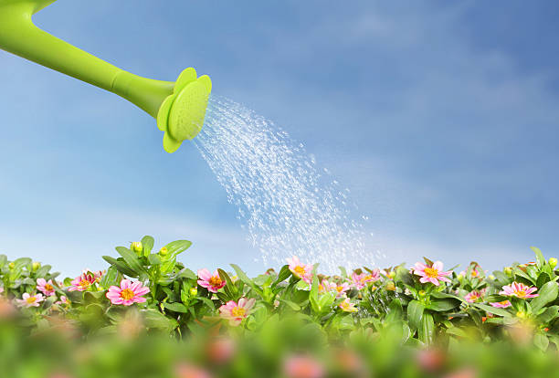 watering flowers on a natural background