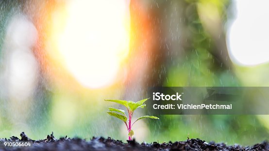istock Watering in the morning.Green sprouts in the rain. Ecology Concept 910506604