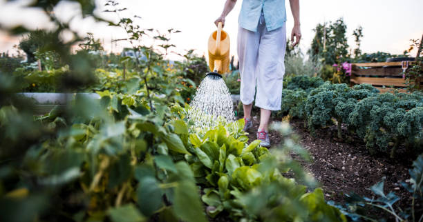 Watering plants in the garden Woman watering the plants on the garden watering stock pictures, royalty-free photos & images