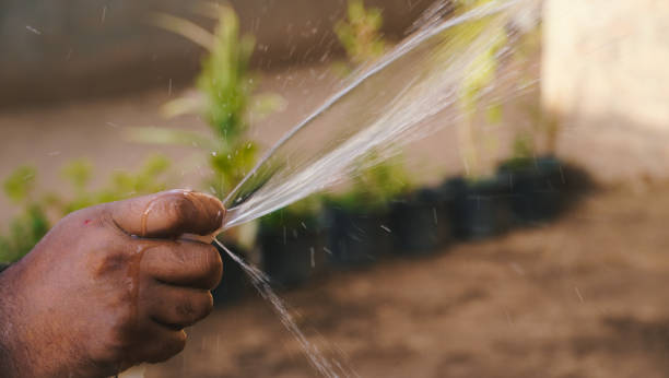 watering plants stock photo