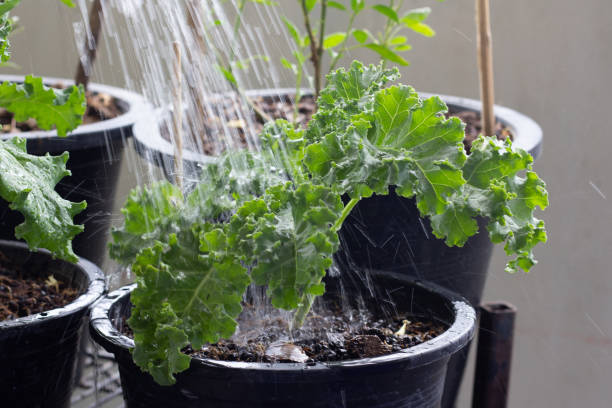 Watering plants using watering cans, Planting Kale, super foods. stock photo