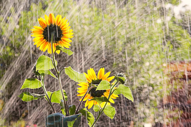 Watering the garden with sunflowers stock photo