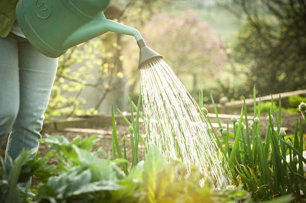 Watering the Vegetable Garden at Sunset stock photo