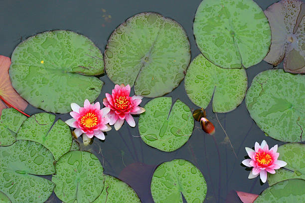 Water-lilies with raindrops stock photo