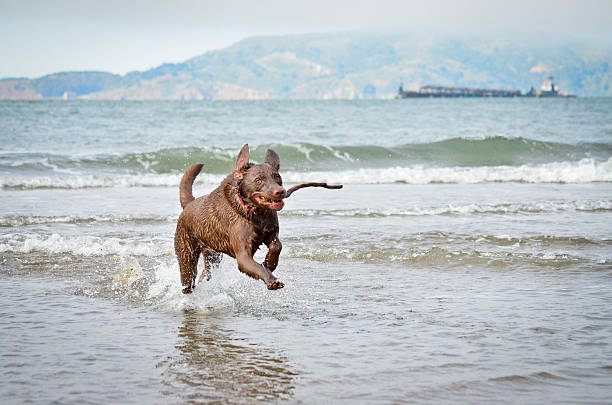Waterlogged dog stock photo