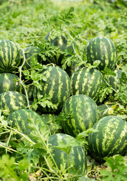 Watermelon field, Adana, Turkey stock photo