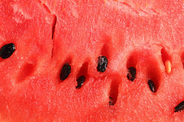 Watermelon stock photo