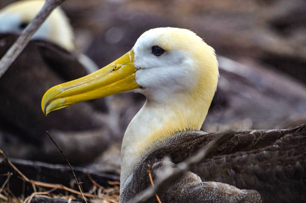 Waved Albatross (also known as Galapagos Albatross), in a nesting colony on Isla Española in the Galapagos Islands. stock photo