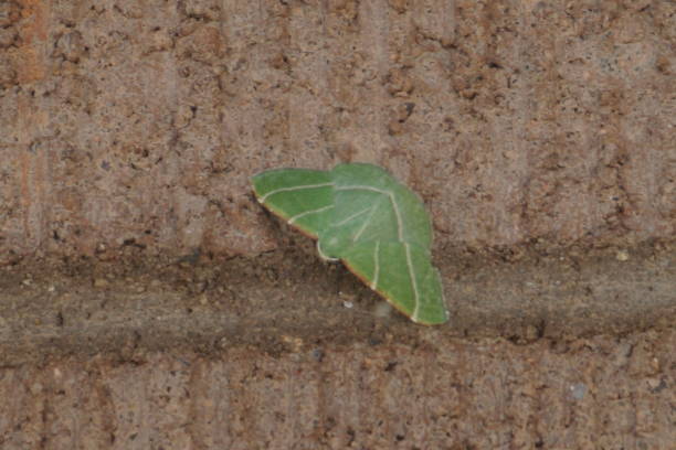 Wavy Lined Emerald Moth at Texas Canyon stock photo