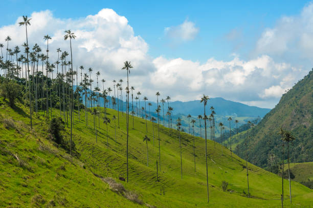 Wax palm trees of Cocora Valley, Colombia stock photo