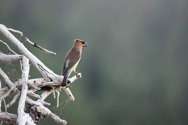 Waxwing bird on Driftwood. stock photo