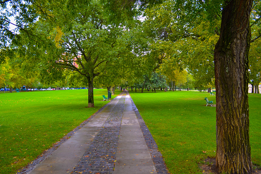 Way Between Trees Through A Park With Green And Coloured Grass Stock Photo  - Download Image Now - iStock