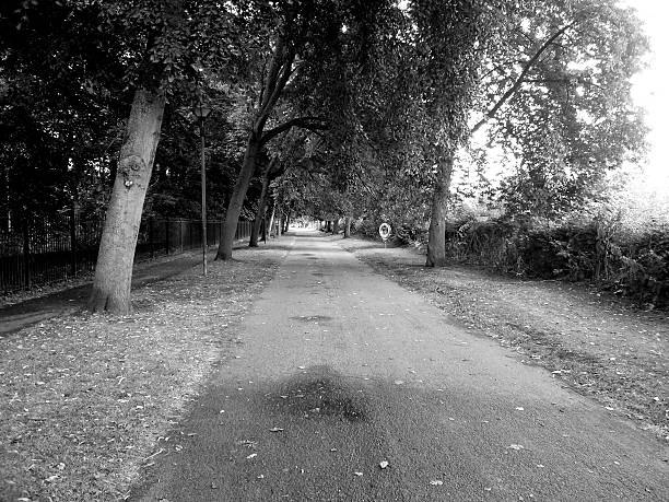 Way Trees Black and white stock photo