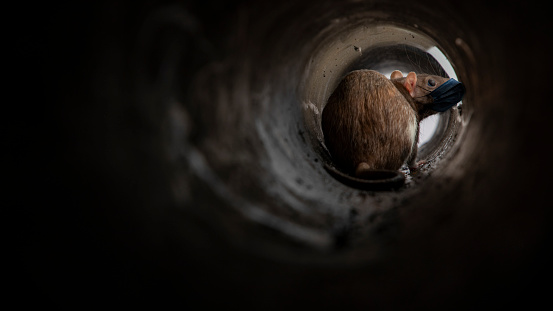 A brown female rat in a dark narrow pipe looking out through a gap of light. The rat is wearing a protective face mask.