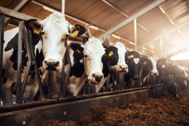 We eat the best to give you the best Shot of a herd of cows in an enclosure at a dairy farm domestic cattle stock pictures, royalty-free photos & images
