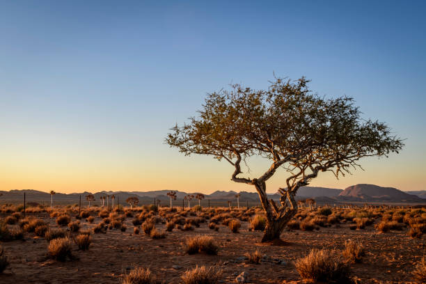 Weathered desert tree at last light stock photo