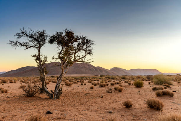 Weathered desert tree at sunrise stock photo