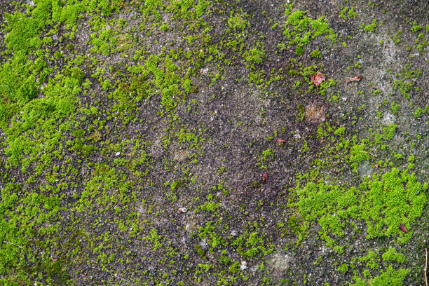 Weathered Stone with Moss stock photo