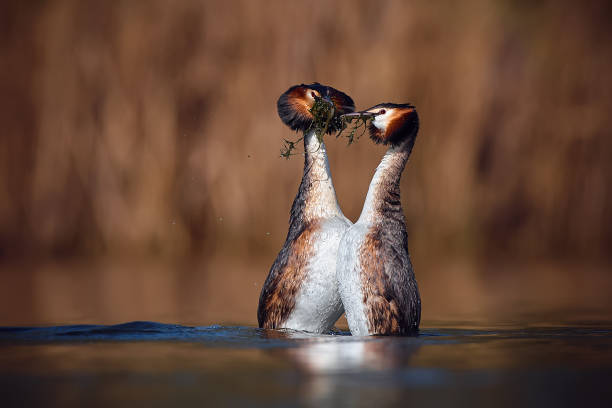 Wedding dance of Great Crested Grebe - Podiceps cristatus. Spring photo of water birds. Wildlife scene from Czech Republic. Animals in natural environment. stock photo