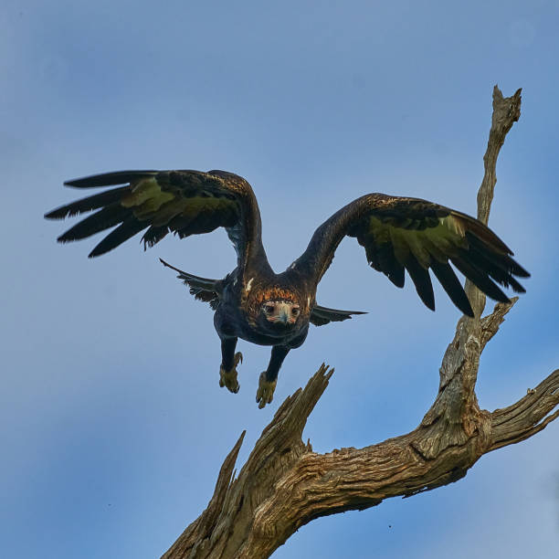 Wedge Tailed Eagle, Central West, New South Wales stock photo