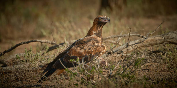Wedge Tailed Eagle, Far West, New South Wales stock photo