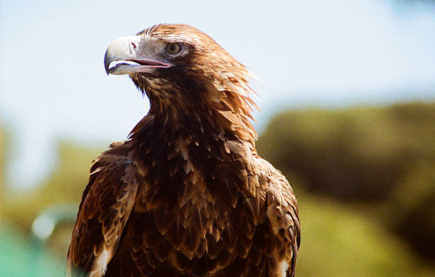 Wedge tailed eagle side profile stock photo