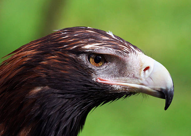 Wedge-Tailed Eagle Closeup stock photo