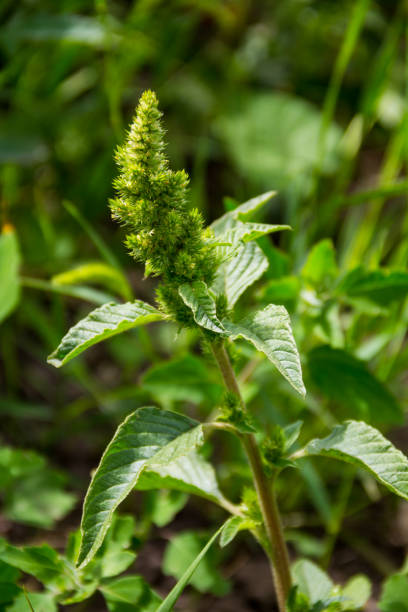 6 141 amaranthus stock photos pictures royalty free images istock