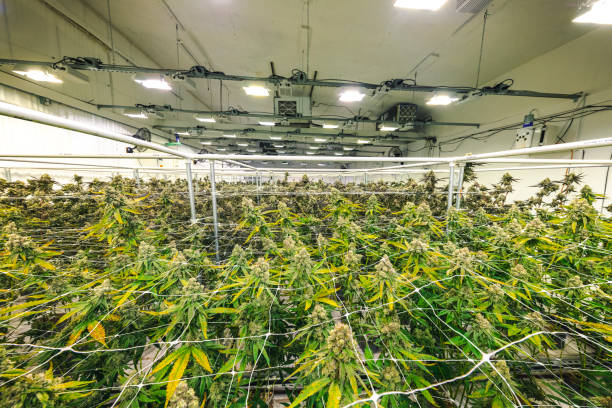 Weed Plants Growing Under Lights at Indoor Facility stock photo