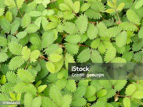 istock Weed refreshing in the morning,Green color of leaf and Top view,Useless plants 1178668450