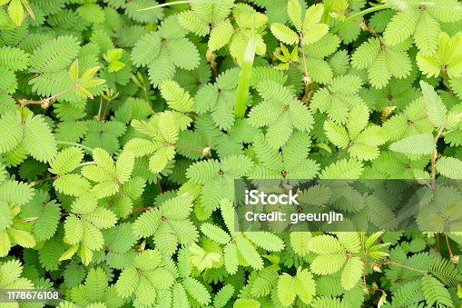 istock Weed refreshing in the morning,Green color of leaf and Top view,Useless plants 1178676108