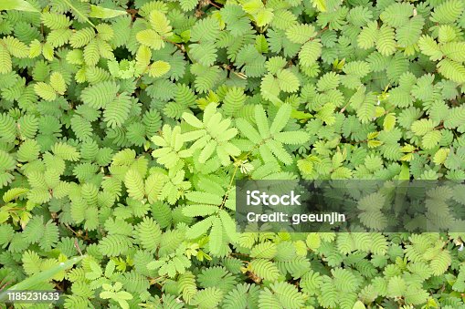 istock Weed refreshing in the morning,Green color of leaf and Top view,Useless plants 1185231633