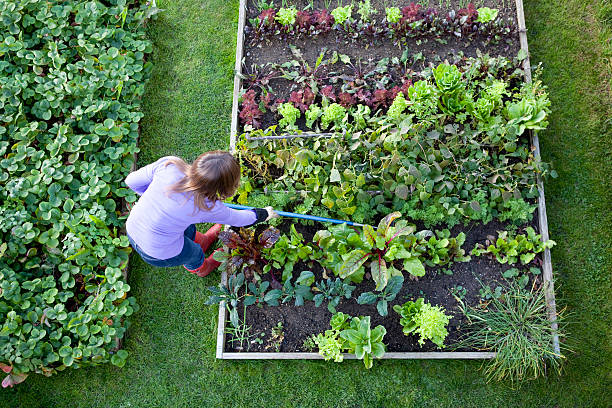 Weeding Veg Patch Gardener from Overhead Overhead shot of a woman weeding raised beds in a vegetable garden with a blue handled hoe. Strawberry patch, carrots, lettuce, salad plants, beetroot, radish, onions, chive, chard and kale. community garden stock pictures, royalty-free photos & images