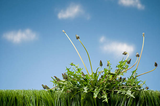 weeds growing in grass - onkruid stockfoto's en -beelden
