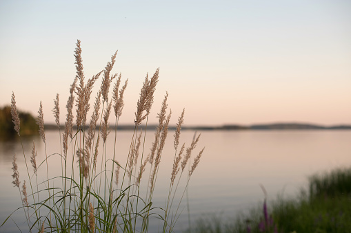 Weeds on lake at time of sun set