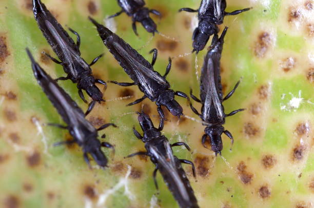 Weeping Fig Thrips (Thysanoptera; Gynaikothrips uzeli) Native to Asia, these tiny pests of Ficus plants are now found in the southern USA. They create galls out of leaves to house their colonies. thysanoptera stock pictures, royalty-free photos & images