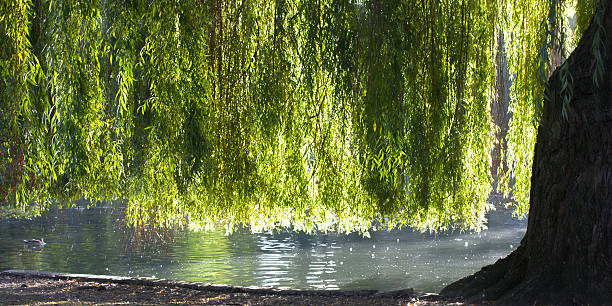 Weeping willow stock photo