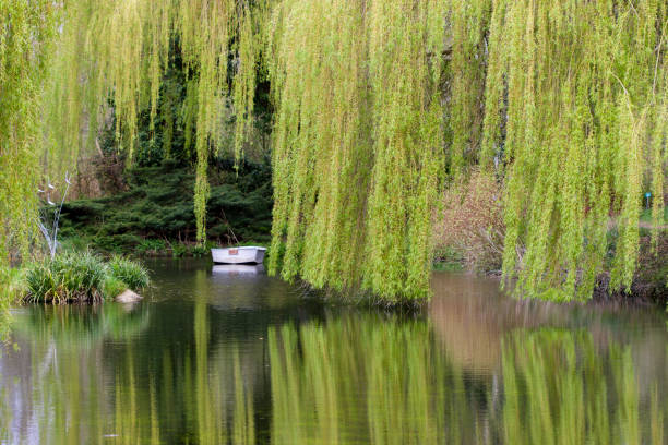 Weeping willow reflecting in the water. stock photo