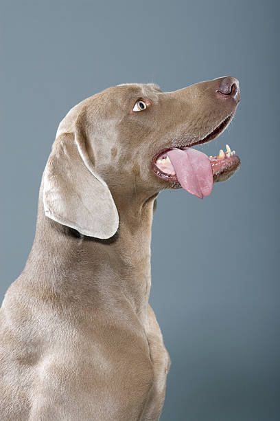 Weimaraner tongue out stock photo