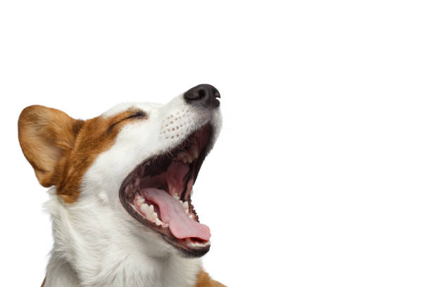 Welsh Corgi Cardigan Dog on Isolated White Background Close-up Portrait of Yawn Welsh Corgi Cardigan Dog with Happy face on Isolated White Background, profile view mouth open stock pictures, royalty-free photos & images