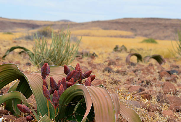 welwitschia mirabilis plant stock photo