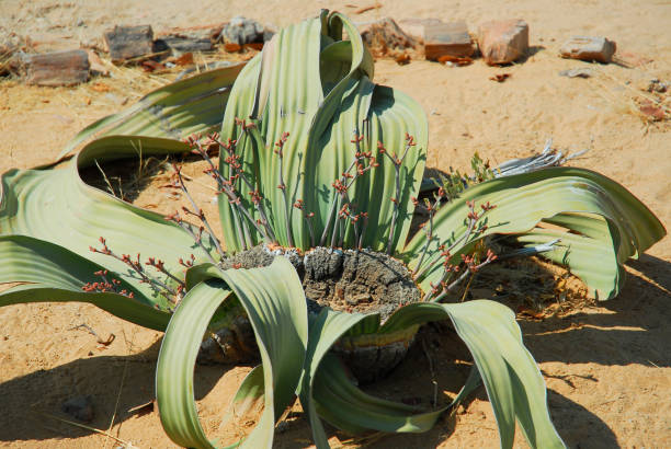 Welwitschia (Welwitschia mirabilis) plant growing in the hot arid Namib Desert of Angola and Namibia. stock photo