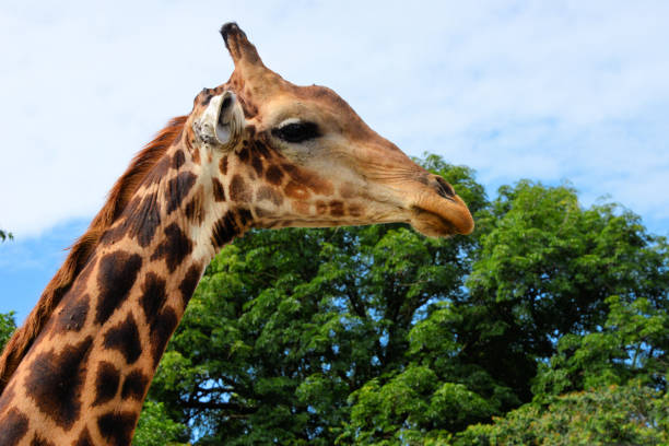 West African giraffe - head close-up and forest, Saloum Delta National Park  - Fathala reserve, Senegal stock photo
