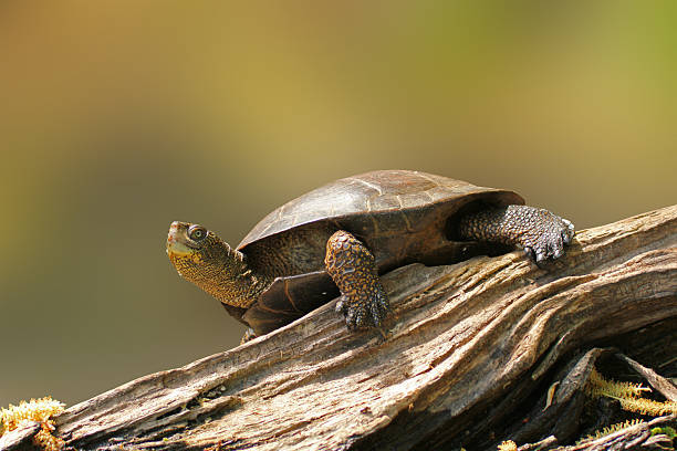 Wester Pond Turtle on a Log stock photo