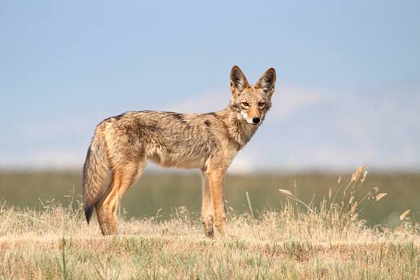 Western Coyote stock photo