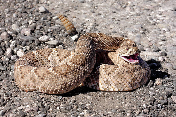 Western Diamondback Rattlesnake (Crotalus atrox) stock photo