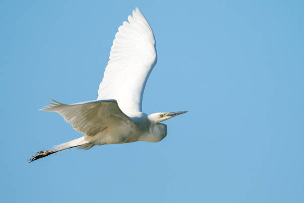 Western Great Egret is flying by stock photo